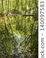 A beech forest reflected in a pond lush with new greenery. 140097583
