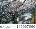 The cherry blossoms in full bloom cover the Onda River in spring, and the water's surface shimmers with light. 140097660