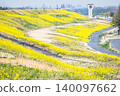 Rape blossoms and winding walking paths spread across the Iruma River embankment in spring. 140097662