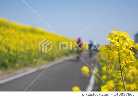 A spring cycling path and cyclists seen through rapeseed blossoms. 140097663