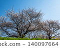 Spring cherry blossoms and rapeseed flowers on the riverbank spread across the blue sky. 140097664