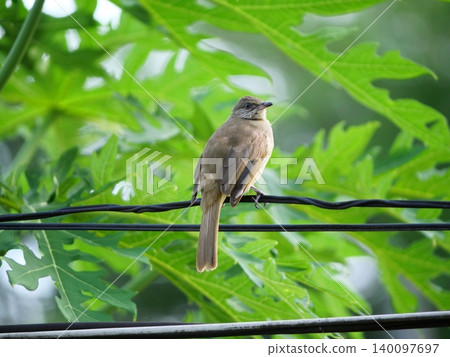 Streak-eared Bulbul (Pycnonotus blanfordi) bird on black power line with natural green leaves in background Streak-eared Bulbul (Pycnonotus blanfordi) bird on black power line with natural green leaves in background 140097697
