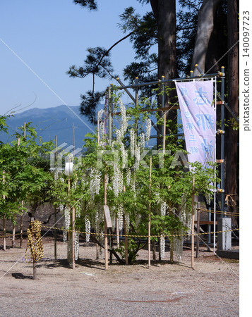 神社,白紫藤 神社,白紫藤 140097723