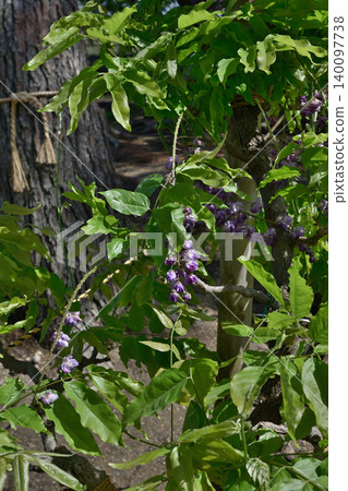 Shina Shrine Wisteria Trellis Shina Shrine Wisteria Trellis 140097738