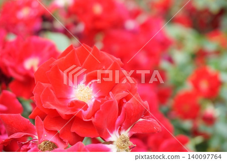 Bright red roses Minor Fair Bright red roses Minor Fair 140097764