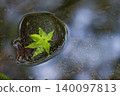 Leaves floating in water 140097813