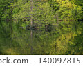 Fresh green forest reflected on the lake surface 140097815