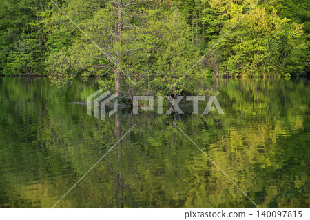 Fresh green forest reflected on the lake surface 140097815