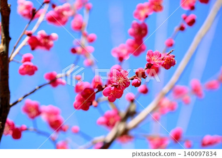 鮮豔的紅色單瓣梅花。 鮮豔的紅色單瓣梅花。 140097834