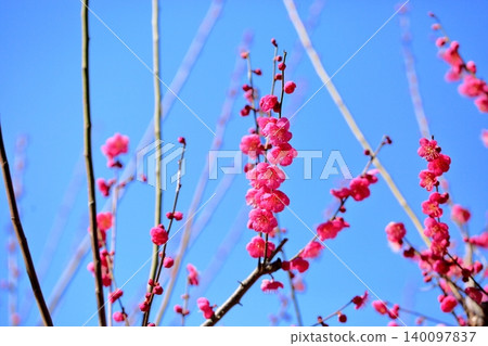 Vibrant red plum blossoms, single-petaled. Vibrant red plum blossoms, single-petaled. 140097837