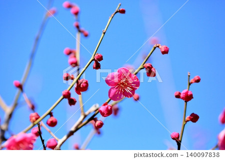 鮮豔的紅色單瓣梅花。 140097838