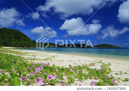 Beach morning glories blooming on Ida Beach Beach morning glories blooming on Ida Beach 140097866