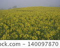 Rapeseed fields spreading all over 140097870