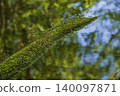 Moss growing on top of moss and fresh green leaves 140097871