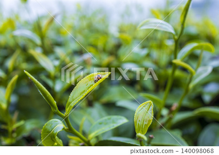 Green tea leaf in the morning, tea plantation Green tea leaf in the morning, tea plantation 140098068