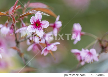 Wild Himalayan Cherry (Prunus cerasoides) or thai sakura flower Wild Himalayan Cherry (Prunus cerasoides) or thai sakura flower 140098082