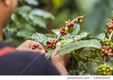 harvesting coffee berries by agriculture. Coffee beans ripening on the tree in North of Thailand harvesting coffee berries by agriculture. Coffee beans ripening on the tree in North of Thailand 140098088