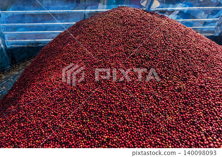 Coffee beans drying in the sun. Coffee plantations at coffee farm 140098093