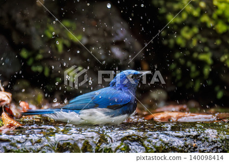 A beautiful Blue-and-white Flycatcher bathing in a spring. Located at a watering hole in Odora, Fujiyoshida City, Yamanashi Prefecture - 2025. This watering hole is located within a villa area near Lake Yamanaka. A beautiful Blue-and-white Flycatcher bathing in a spring. Located at a watering hole in Odora, Fujiyoshida City, Yamanashi Prefecture - 2025. This watering hole is located within a villa area near Lake Yamanaka. 140098414