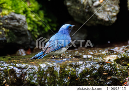 A beautiful Blue-and-white Flycatcher bathing in a spring. Located at a watering hole in Odora, Fujiyoshida City, Yamanashi Prefecture - 2025. This watering hole is located within a villa area near Lake Yamanaka. A beautiful Blue-and-white Flycatcher bathing in a spring. Located at a watering hole in Odora, Fujiyoshida City, Yamanashi Prefecture - 2025. This watering hole is located within a villa area near Lake Yamanaka. 140098415