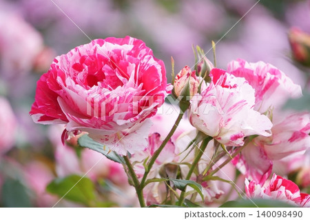 Red and white squeezed roses Sentimental Red and white squeezed roses Sentimental 140098490