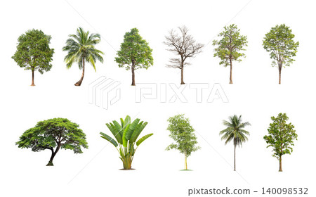 tree isolated on white background ,The collection of trees. Large trees database Botanical garden organization elements of Asian nature in Thailand, tropical trees isolated used for design, 140098532