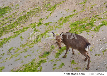 Deer eating grass Deer eating grass 140098567