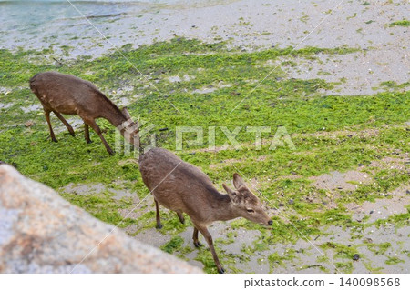 Deer walking along the beach Deer walking along the beach 140098568