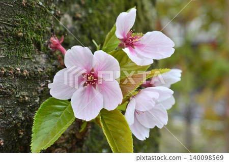 Cherry blossoms blooming on a tree 140098569