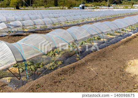 Watermelon field in early summer 140098675