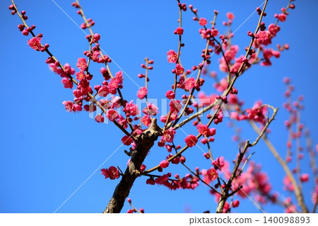 Vibrant red plum blossoms in a large sake cup Vibrant red plum blossoms in a large sake cup 140098893