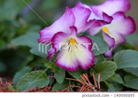 Cute viola flower Cute viola flower 140098895