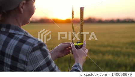 Agronomist with ruler in wheat field. Woman measures crop to check crop quality and crop readiness. Quality control supports modern crop production. Agronomist inspects wheat field 140098979