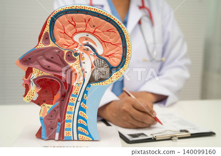 Asian doctor with half head and neck with vessels model. 140099160