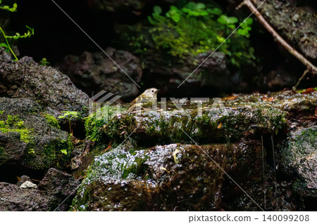 A goldcrest, Japan's smallest bird, taking a bath. Located at a watering hole in Odō, Fujiyoshida City, Yamanashi Prefecture (2025), within a villa area near Lake Yamanaka. A goldcrest, Japan's smallest bird, taking a bath. Located at a watering hole in Odō, Fujiyoshida City, Yamanashi Prefecture (2025), within a villa area near Lake Yamanaka. 140099208