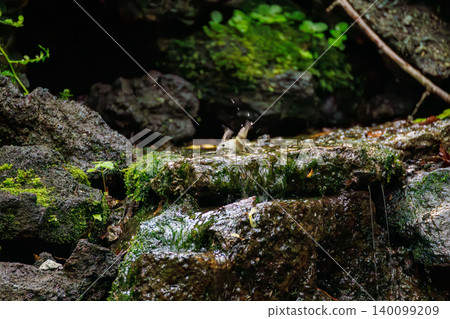 A goldcrest, Japan's smallest bird, taking a bath. Located at a watering hole in Odō, Fujiyoshida City, Yamanashi Prefecture (2025), within a villa area near Lake Yamanaka. A goldcrest, Japan's smallest bird, taking a bath. Located at a watering hole in Odō, Fujiyoshida City, Yamanashi Prefecture (2025), within a villa area near Lake Yamanaka. 140099209