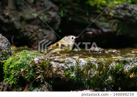 一隻戴菊,日本體型最小的鳥類,正在沐浴。拍攝於山梨縣富士吉田市大廳(2025年),山中湖附近的別墅區。 一隻戴菊,日本體型最小的鳥類,正在沐浴。拍攝於山梨縣富士吉田市大廳(2025年),山中湖附近的別墅區。 140099239