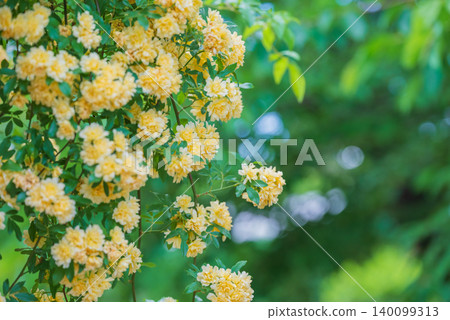 Yellow Banksia Rose Yellow Banksia Rose 140099313