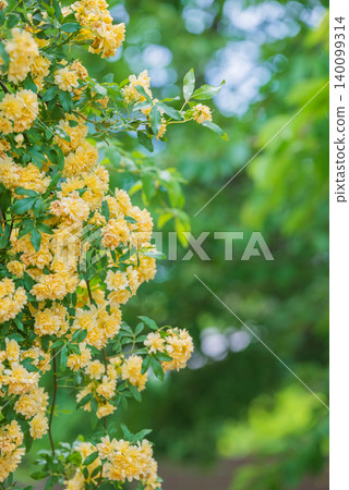 Yellow Banksia Rose Yellow Banksia Rose 140099314