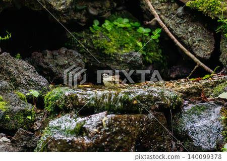 A goldcrest, Japan's smallest bird, taking a bath. Located at a watering hole in Odō, Fujiyoshida City, Yamanashi Prefecture (2025), within a villa area near Lake Yamanaka. A goldcrest, Japan's smallest bird, taking a bath. Located at a watering hole in Odō, Fujiyoshida City, Yamanashi Prefecture (2025), within a villa area near Lake Yamanaka. 140099378
