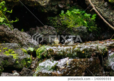A goldcrest, Japan's smallest bird, taking a bath. Located at a watering hole in Odō, Fujiyoshida City, Yamanashi Prefecture (2025), within a villa area near Lake Yamanaka. A goldcrest, Japan's smallest bird, taking a bath. Located at a watering hole in Odō, Fujiyoshida City, Yamanashi Prefecture (2025), within a villa area near Lake Yamanaka. 140099393