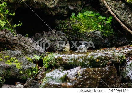 A goldcrest, Japan's smallest bird, taking a bath. Located at a watering hole in Odō, Fujiyoshida City, Yamanashi Prefecture (2025), within a villa area near Lake Yamanaka. A goldcrest, Japan's smallest bird, taking a bath. Located at a watering hole in Odō, Fujiyoshida City, Yamanashi Prefecture (2025), within a villa area near Lake Yamanaka. 140099394