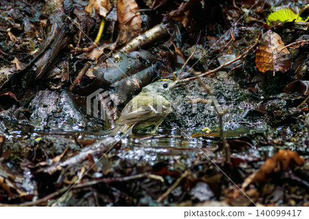 A goldcrest, Japan's smallest bird, taking a bath. Located at a watering hole in Odō, Fujiyoshida City, Yamanashi Prefecture (2025), within a villa area near Lake Yamanaka. A goldcrest, Japan's smallest bird, taking a bath. Located at a watering hole in Odō, Fujiyoshida City, Yamanashi Prefecture (2025), within a villa area near Lake Yamanaka. 140099417