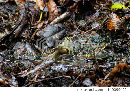 A goldcrest, Japan's smallest bird, taking a bath. Located at a watering hole in Odō, Fujiyoshida City, Yamanashi Prefecture (2025), within a villa area near Lake Yamanaka. A goldcrest, Japan's smallest bird, taking a bath. Located at a watering hole in Odō, Fujiyoshida City, Yamanashi Prefecture (2025), within a villa area near Lake Yamanaka. 140099421