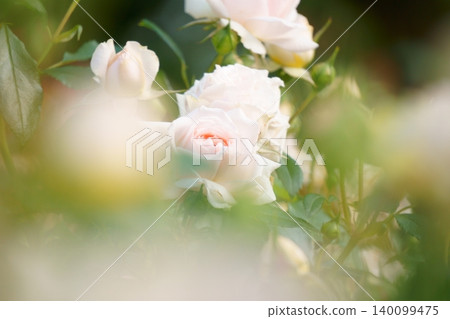 Pink roses with a blurred background - Garden of Roses Pink roses with a blurred background - Garden of Roses 140099475