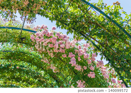 A pink rose arch at Ashikaga Flower Park A pink rose arch at Ashikaga Flower Park 140099572