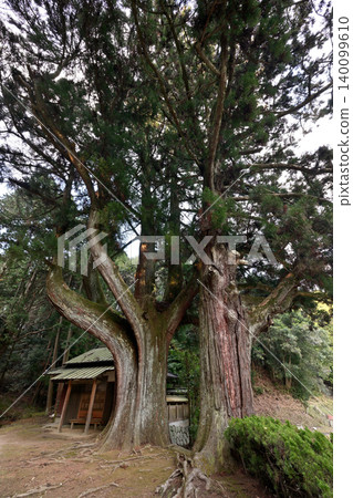 The Great Cedar of Shimonobo (Tenri City, Nara Prefecture) The Great Cedar of Shimonobo (Tenri City, Nara Prefecture) 140099610
