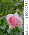 Beautiful pink roses 140099734