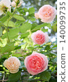 Pink rose 140099735