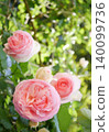 Light rose with pink 140099736